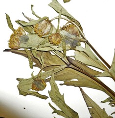 Bidens heterodoxa