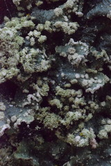 Punctelia subrudecta