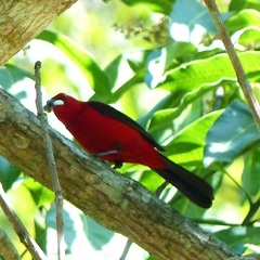 Ramphocelus bresilius