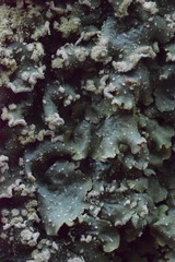 Punctelia subrudecta
