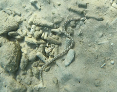 Myrichthys breviceps