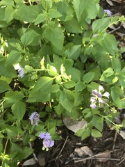 Ageratum maritimum