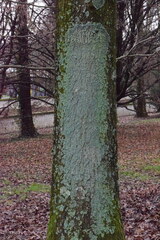 Punctelia subrudecta