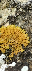 Variospora flavescens