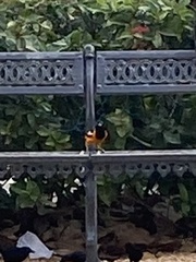Icterus icterus