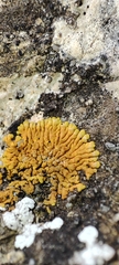 Variospora flavescens