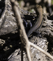 Holcosus quadrilineatus