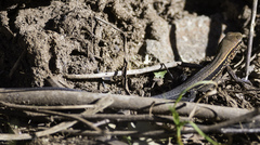 Holcosus quadrilineatus