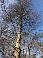 Cupressaceae