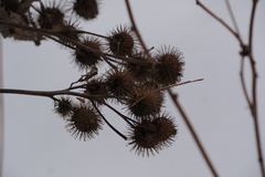 Arctium tomentosum