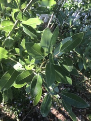 Persea borbonia
