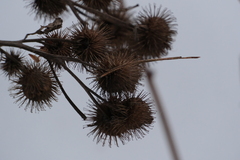Arctium tomentosum