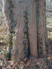 Cupressaceae