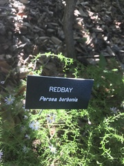Persea borbonia
