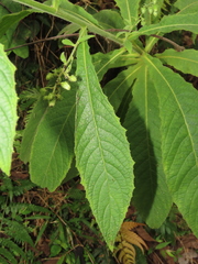 Blumea aromatica