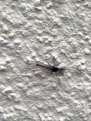 Chironomoidea