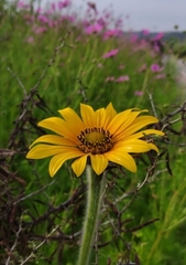 Helianthinae
