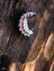 Phosphaenus hemipterus