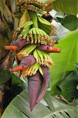 Musa