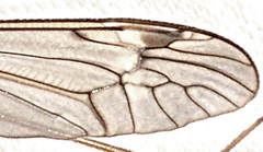 Tipula hirsuta