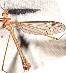 Tipula hirsuta
