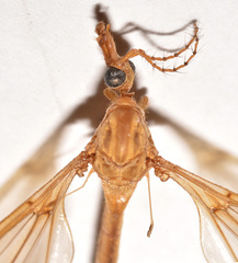 Tipula hirsuta