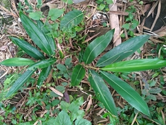 Alpinia zerumbet