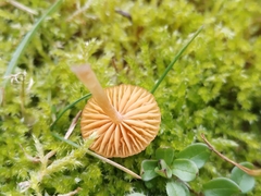 Galerina graminea