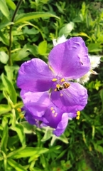 Tradescantia crassifolia