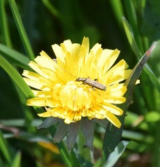 Oedemera