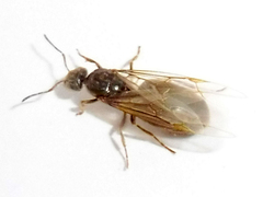 Lasius
