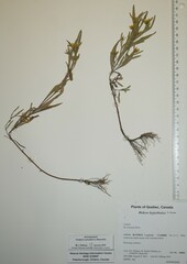 Bidens hyperborea