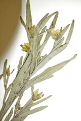 Bidens hyperborea