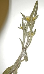 Bidens hyperborea