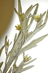 Bidens hyperborea