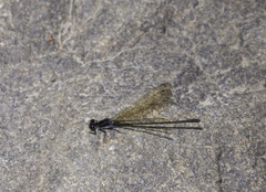 Argia tezpi