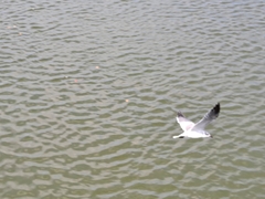 Leucophaeus atricilla