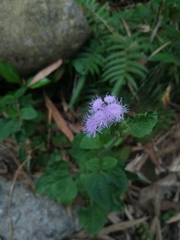 Ageratum houstonianum