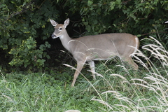 Odocoileus virginianus leucurus