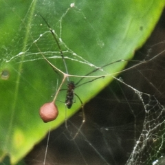 Argyrodes