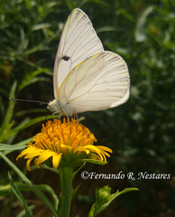 Tatochila mercedis