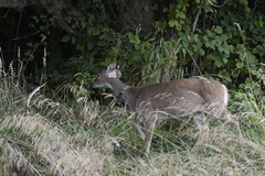 Odocoileus virginianus leucurus