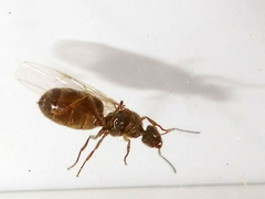 Lasius