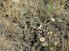 Psephellus turgaicus