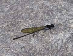Argia tezpi