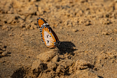 Danaus chrysippus alcippus