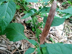 Solanum americanum