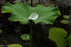 Nelumbo