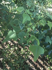 Erythrina herbacea