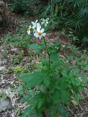 Bidens alba